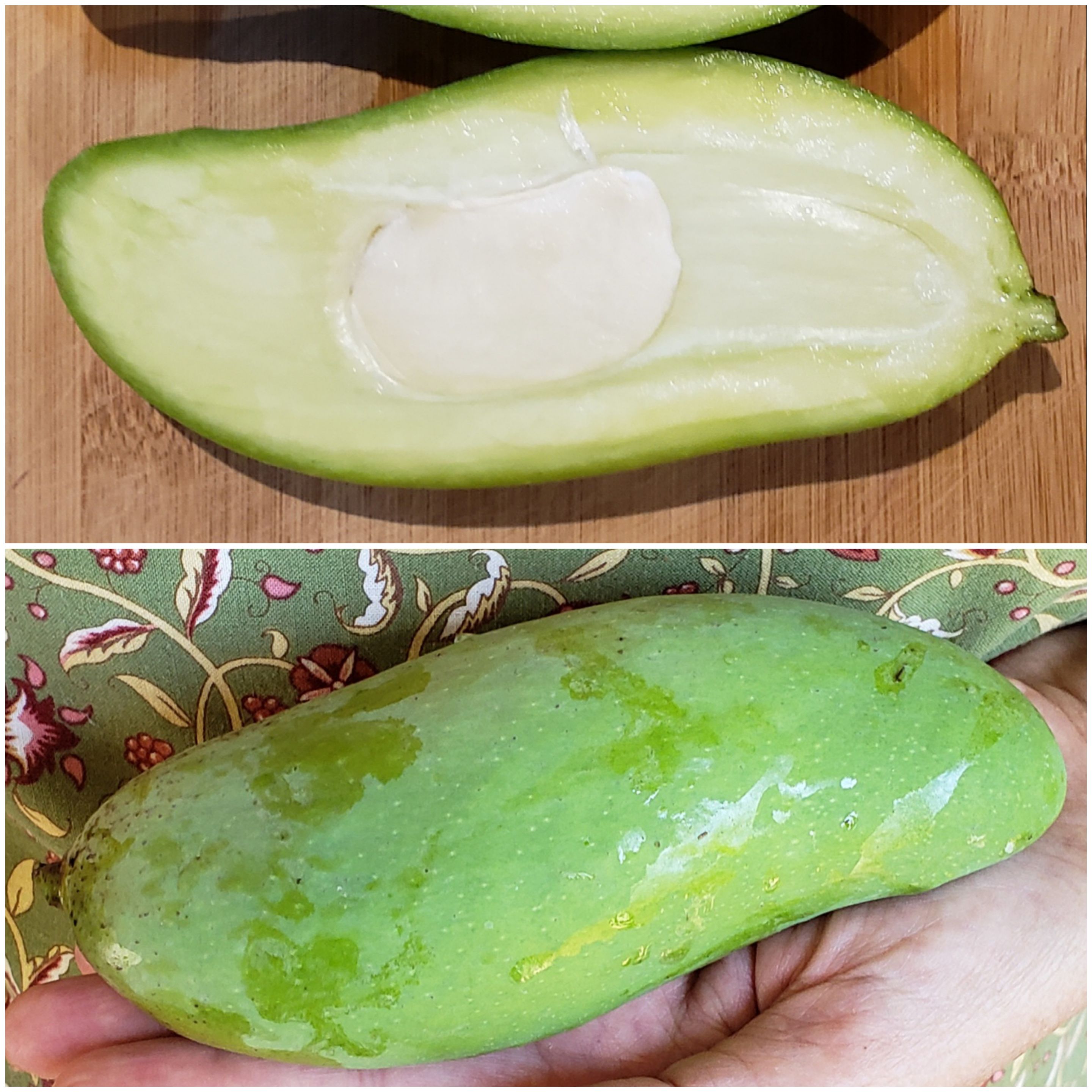 MANGO (Mangifera Indica) - variety: Mahachanok-green mango